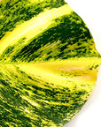 BaliHai™ pothos placemat