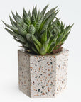 Terrazza Cement Hex Holders | Image 3 | From the Terrazza Collection | Elegantly created with natural cement for long lasting use | Available in terrazzo color | texxture home