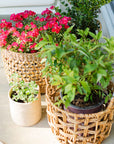 Lucia™ Woven Water Hyacinth Baskets (set of 3)