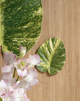 BaliHai™ pothos coaster (set of 4)