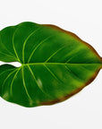 BaliHai Philodendron Placemat - Sand Color | Image 1 | From the BaliHai Collection | Expertly created with natural eva foam for long lasting use | texxture home