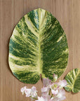 BaliHai™ pothos placemat