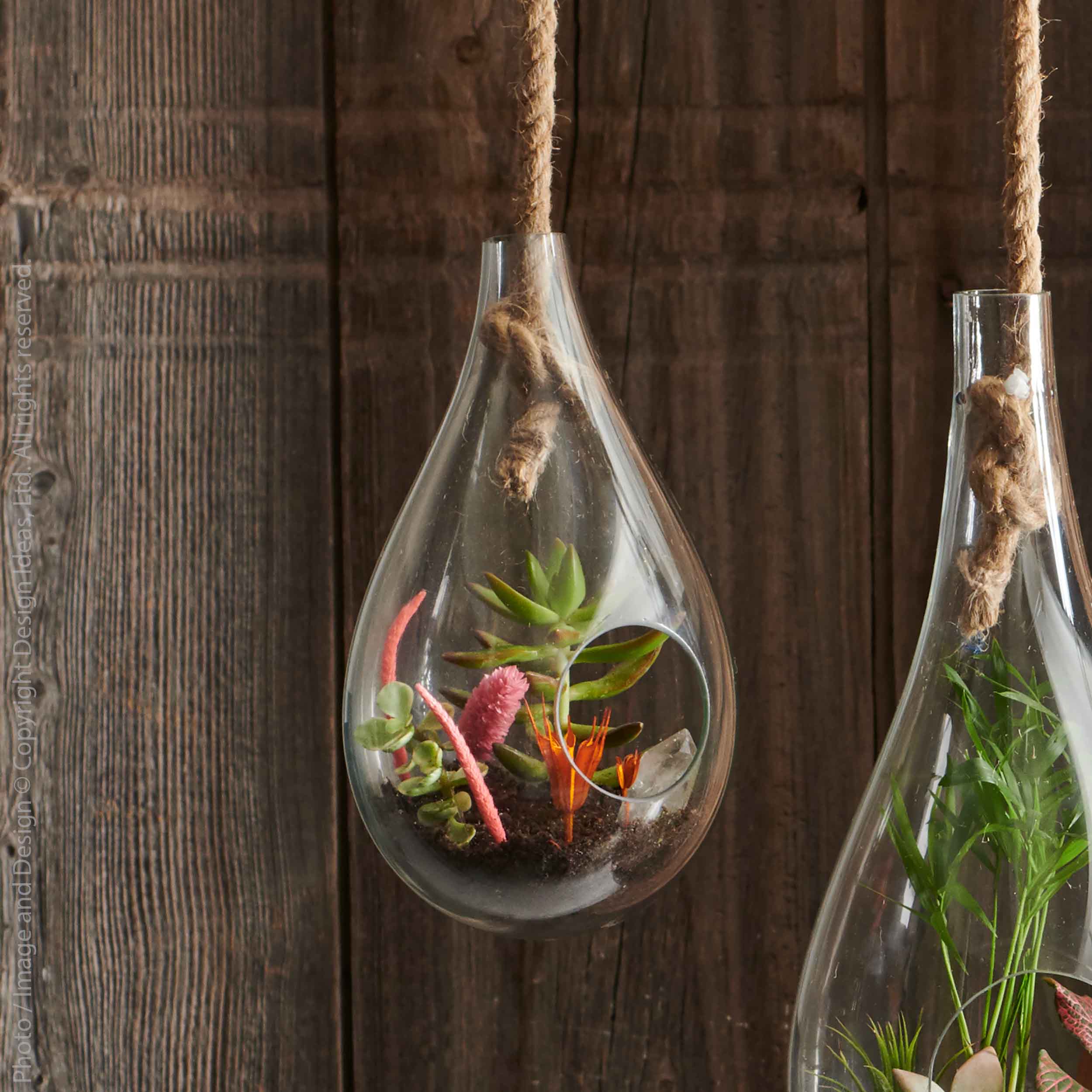 plants for hanging glass terrarium Boboli Hanging Terrarium