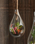 Boboli™ Glass Terrarium (5.5 in. dia x 9.5 in.)