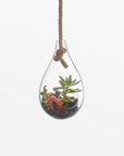 Boboli Glass Terrarium (Small) - Black Color | Image 1 | From the Boboli Collection | Skillfully crafted with natural glass for long lasting use | Available in clear color | texxture home