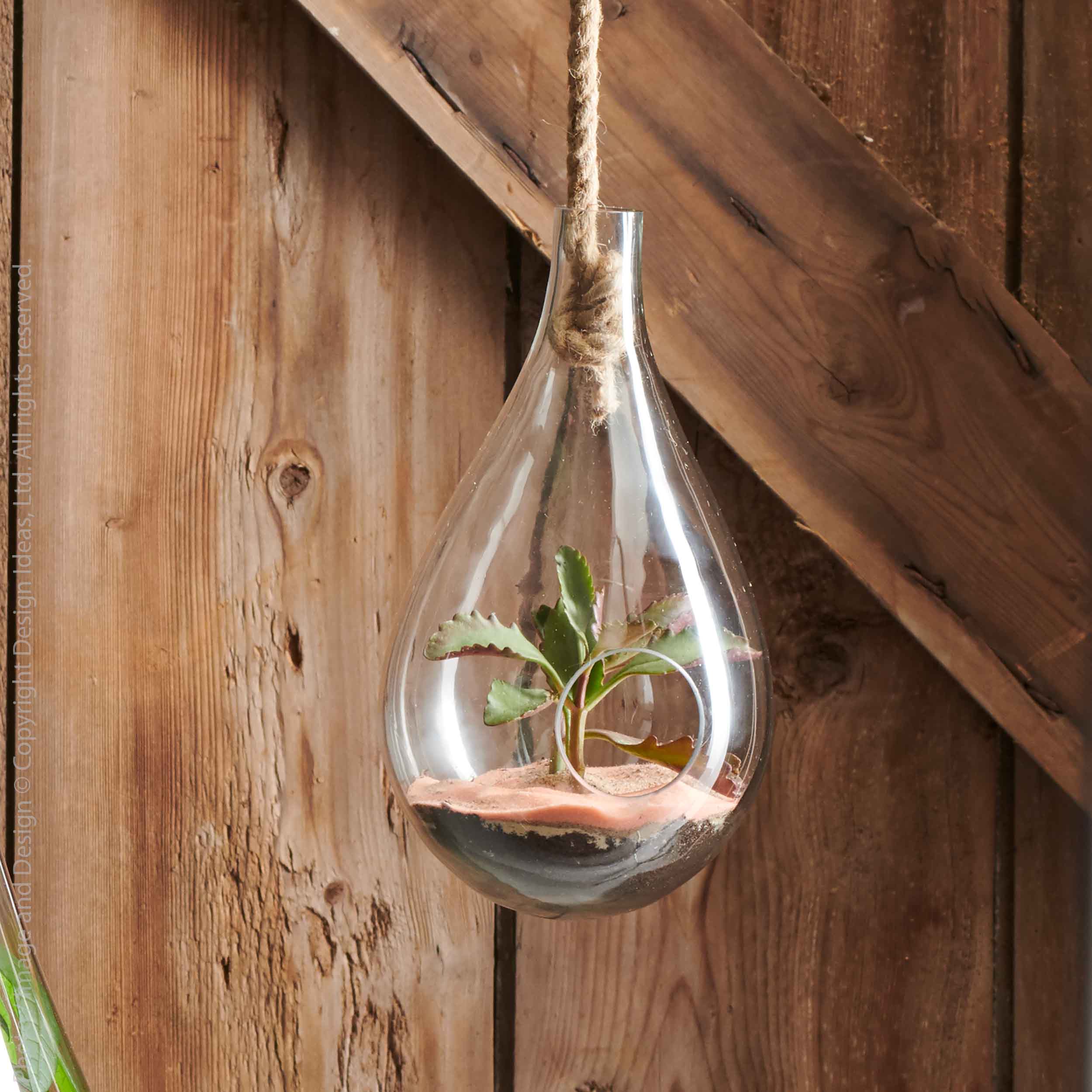 hanging glass planter Boboli Hanging Glass Plant Terrarium, Medium