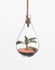 Boboli Glass Terrarium (Medium) - Black Color | Image 1 | From the Boboli Collection | Masterfully created with natural glass for long lasting use | Available in clear color | texxture home