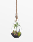 Boboli Glass Terrarium (Large) - Black Color | Image 1 | From the Boboli Collection | Elegantly made with natural glass for long lasting use | Available in clear color | texxture home