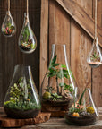 Boboli Glass Terrarium (Large) Black Color | Image 2 | From the Boboli Collection | Elegantly made with natural glass for long lasting use | Available in clear color | texxture home
