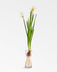 Wabisabi Glass Bulb Forcer (Small) white color | Image 5 | From the Wabisabi Collection | Expertly crafted with natural glass for long lasting use | Available in clear color | texxture home