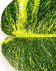 BaliHai™ pothos coaster (set of 4)