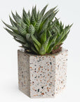 Terrazza Cement Hex Holders   | Image 3 | From the Terrazza Collection | Elegantly created with natural cement for long lasting use | Available in terrazzo color | texxture home