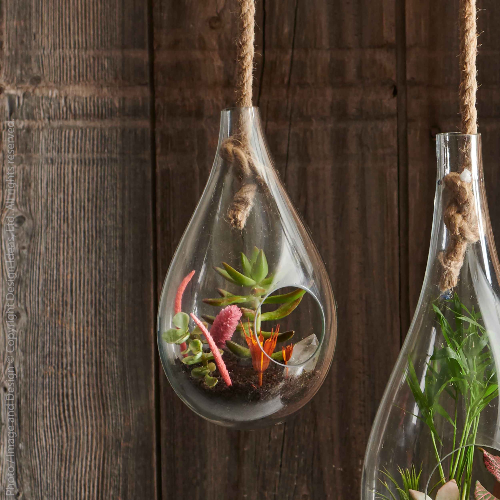hanging terrarium with plant Boboli Glass Terrarium (Small)