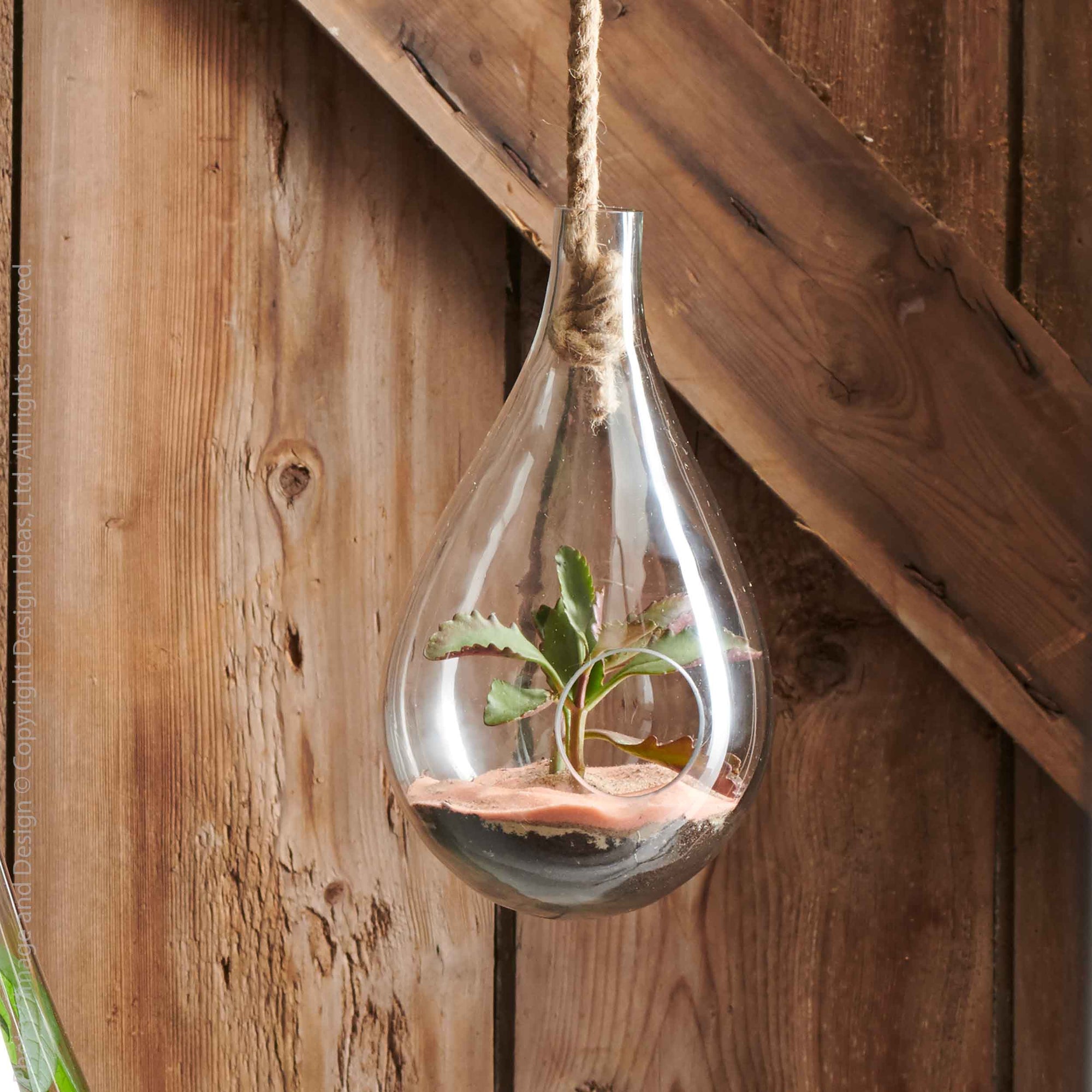 hanging terrarium planter Boboli Glass Terrarium (Medium)