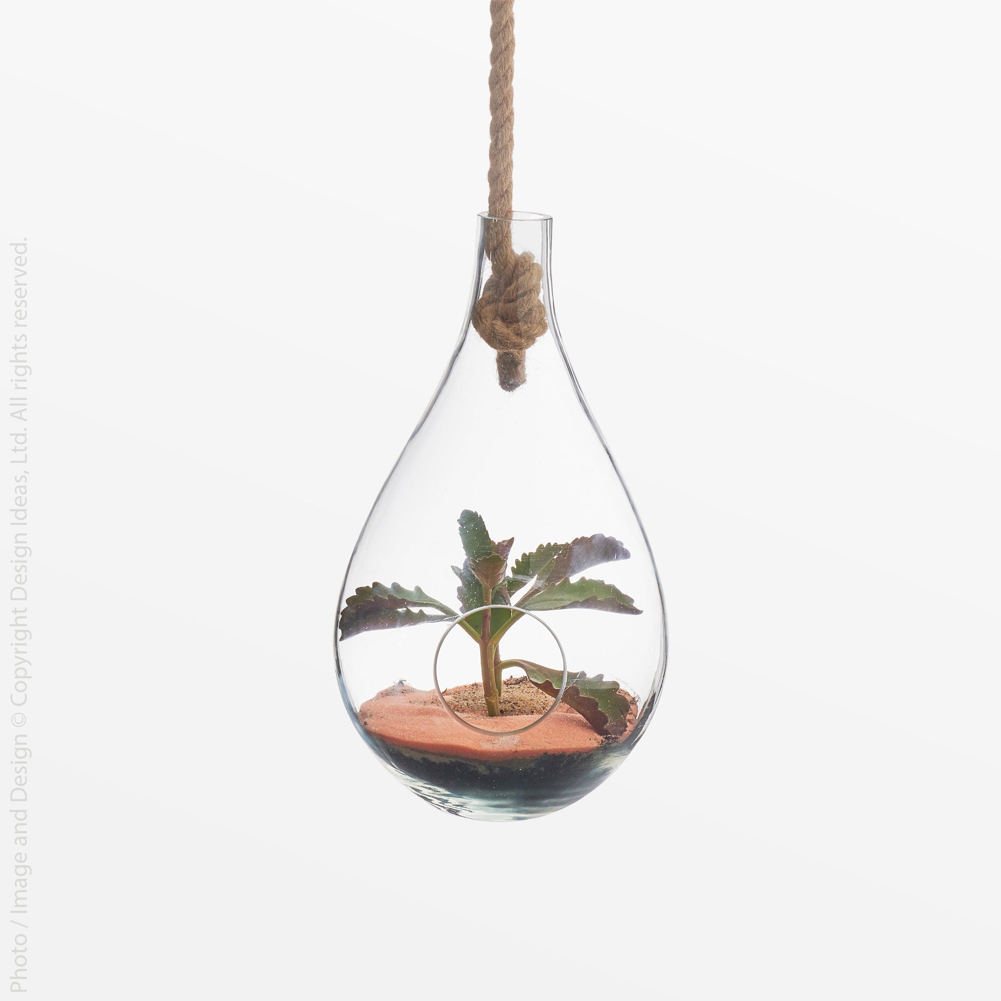 hanging terrarium with plant Boboli Glass Terrarium (Medium)