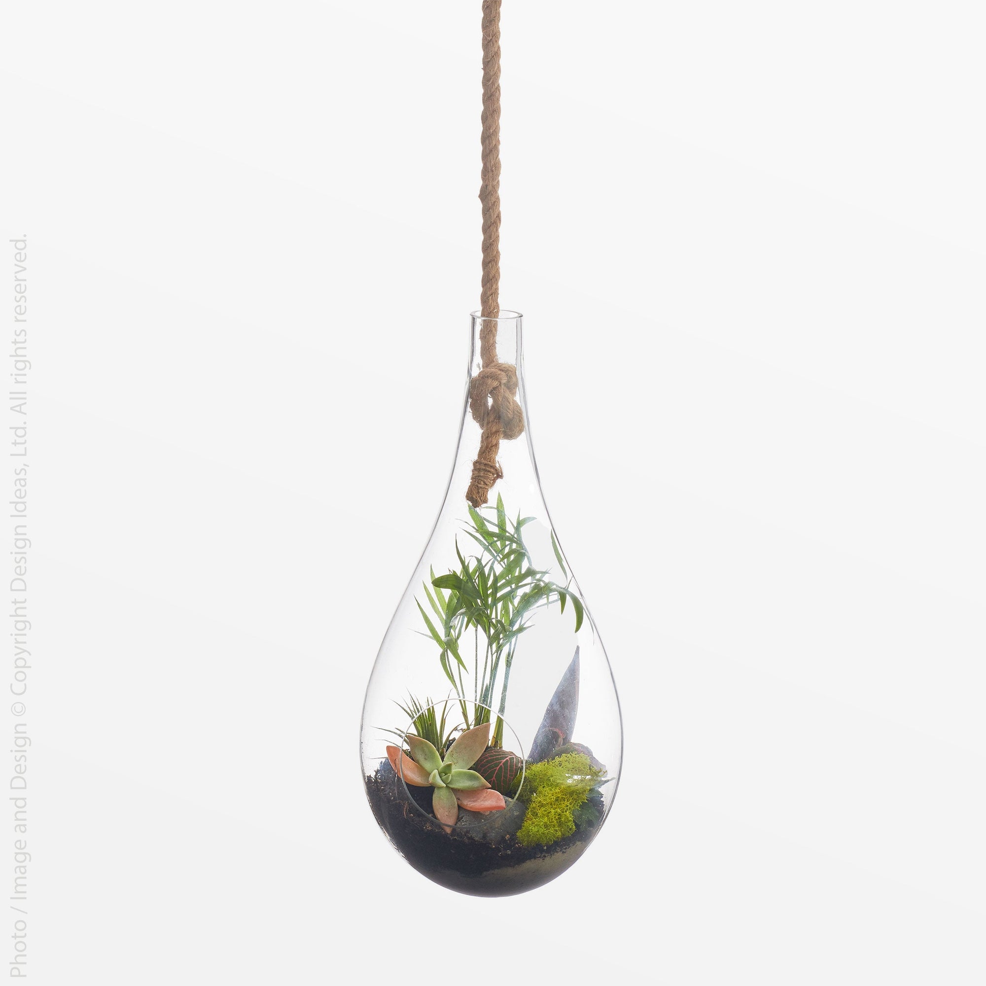 Boboli Glass Terrarium (Large) - Black Color | Image 1 | From the Boboli Collection | Elegantly made with natural glass for long lasting use | Available in clear color | texxture home