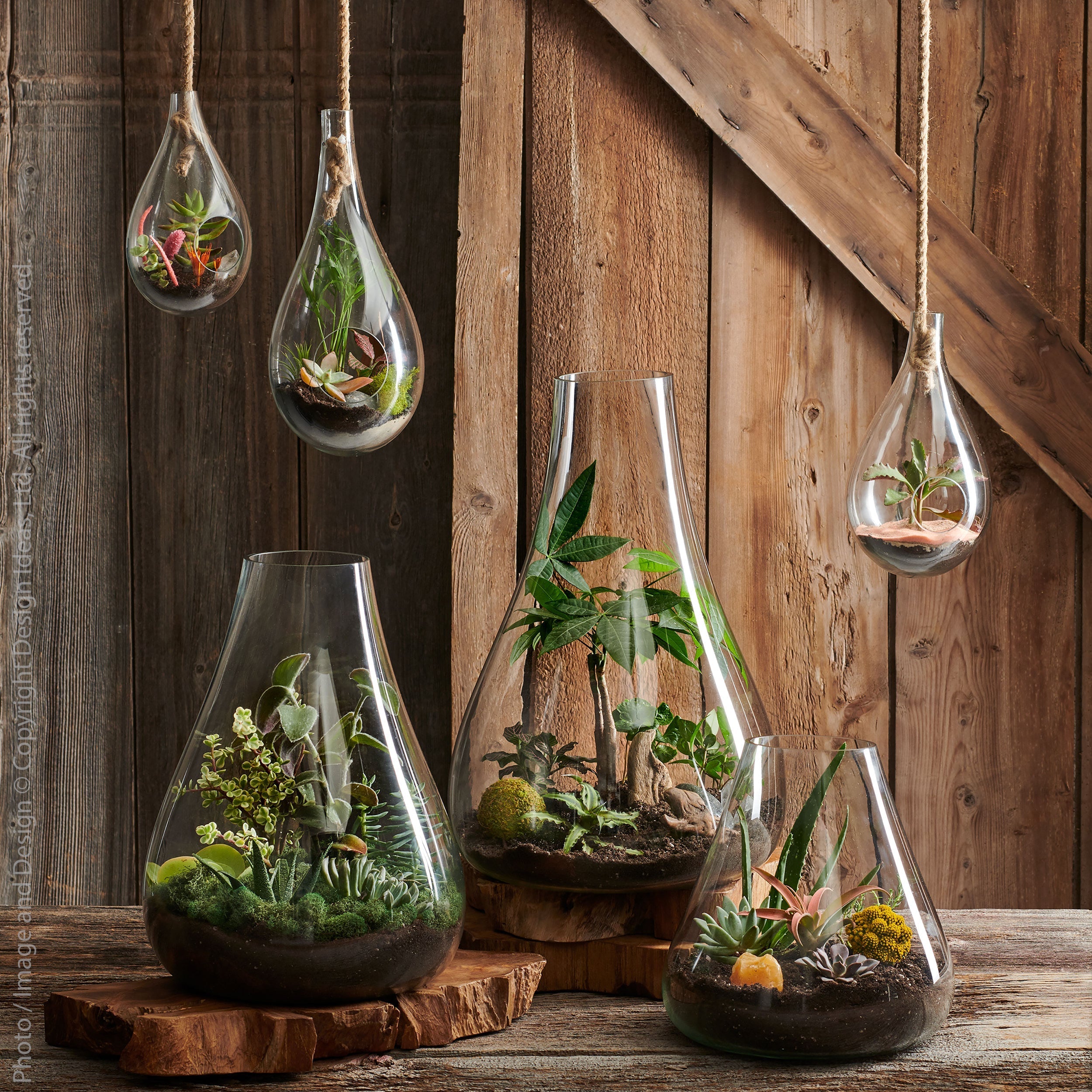 Boboli Glass Terrarium (Small) Black Color | Image 2 | From the Boboli Collection | Skillfully crafted with natural glass for long lasting use | Available in clear color | texxture home