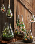Boboli Glass Terrarium (Medium) Black Color | Image 2 | From the Boboli Collection | Masterfully created with natural glass for long lasting use | Available in clear color | texxture home