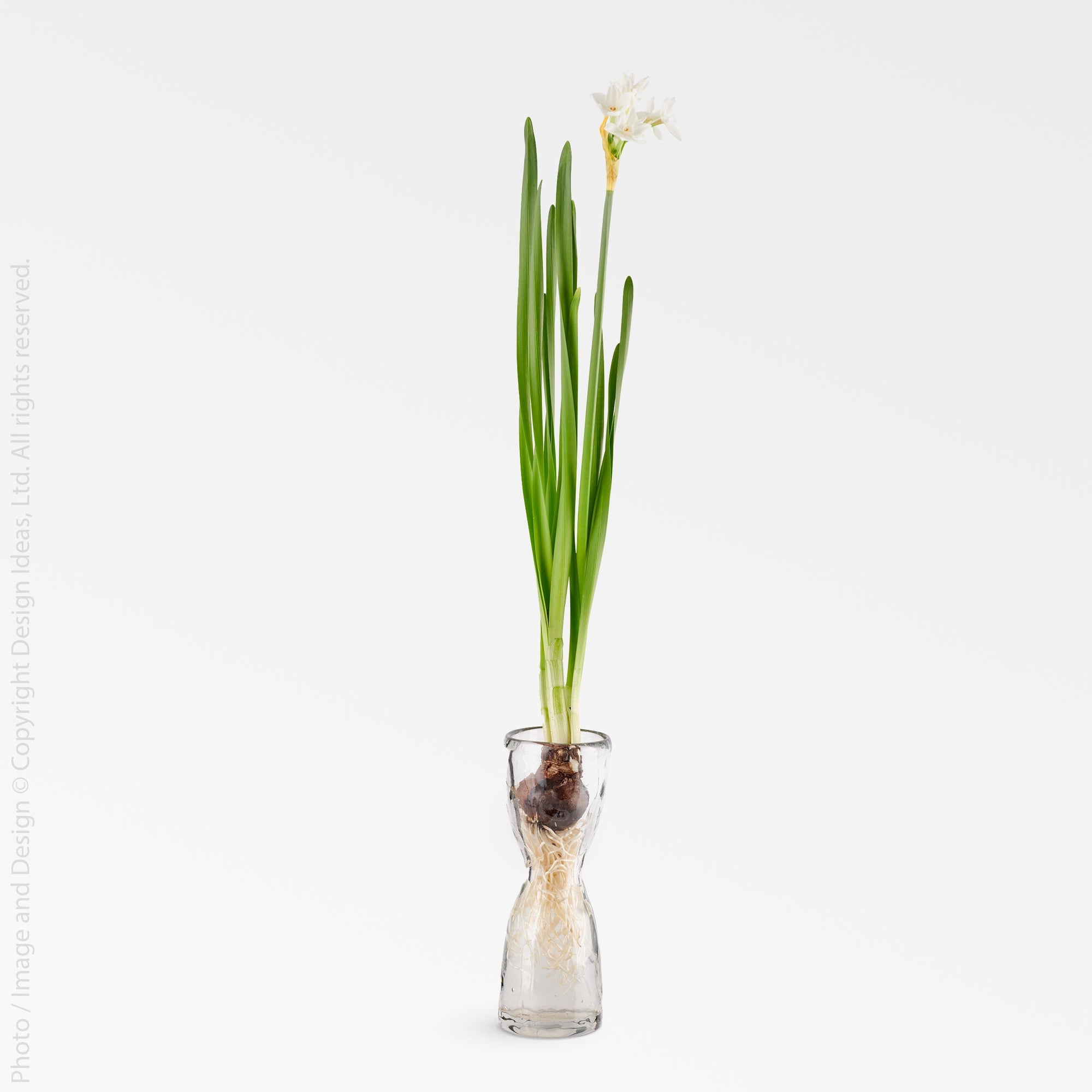 Wabisabi Glass Bulb Forcer (Large) white color | Image 5 | From the Wabisabi Collection | Expertly handmade with natural glass for long lasting use | Available in clear color | texxture home