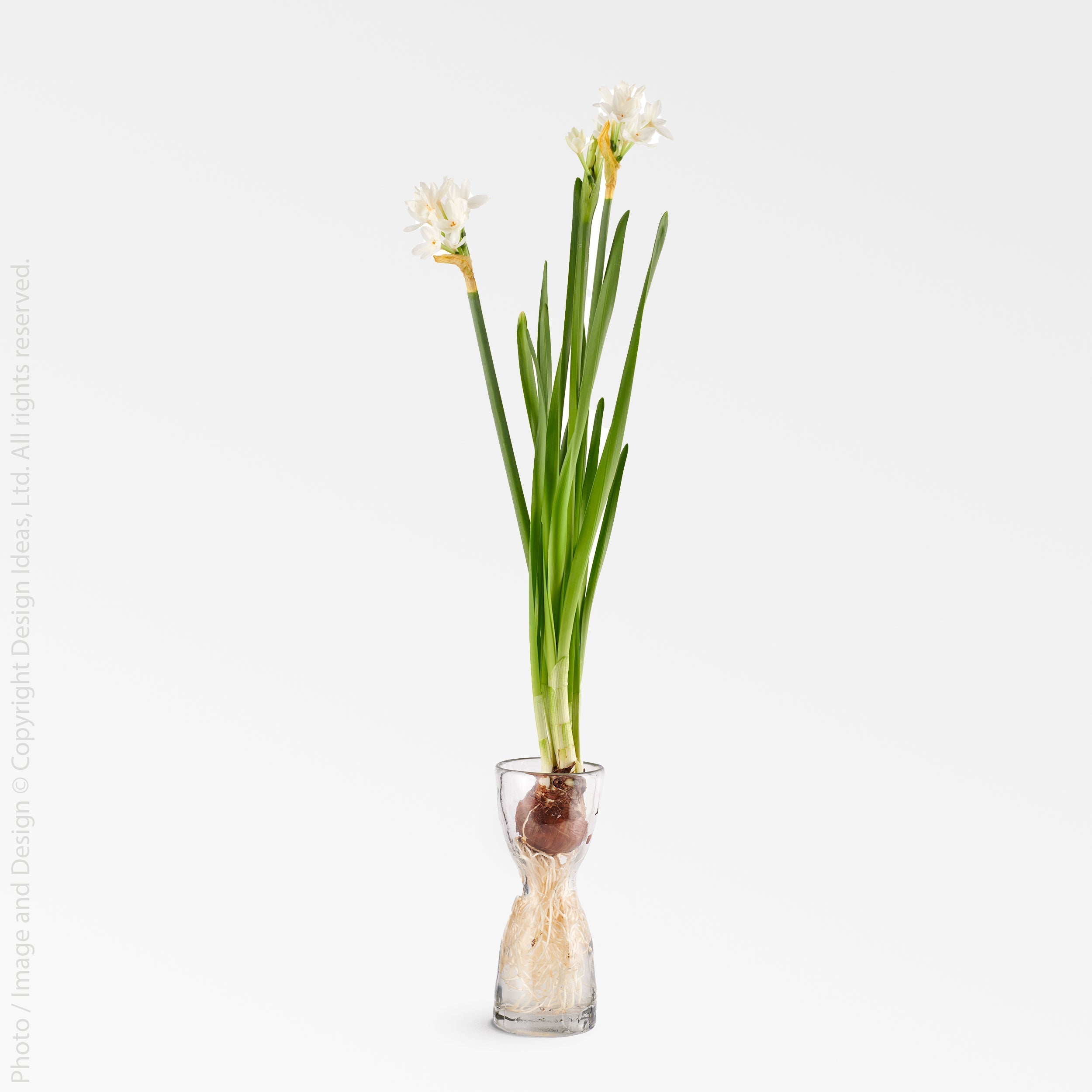 Wabisabi Glass Bulb Forcer (Small) white color | Image 5 | From the Wabisabi Collection | Expertly crafted with natural glass for long lasting use | Available in clear color | texxture home